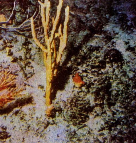 Подводный мир - img_9.jpg