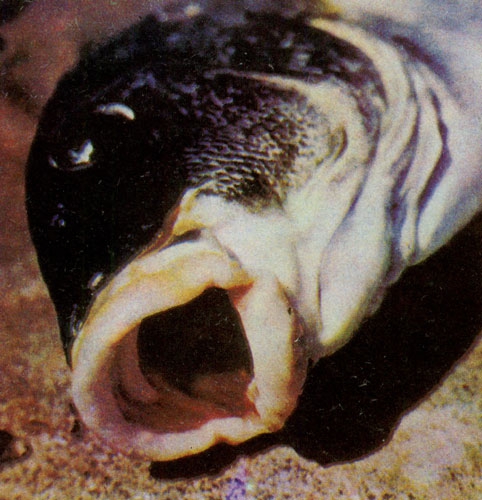 Подводный мир - img_25.jpg