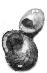 Подводный мир Черного моря - i_013.jpg