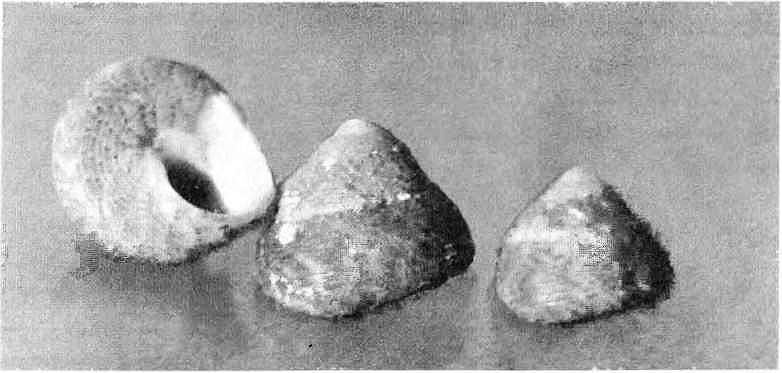 Подводный мир Черного моря - i_014.jpg