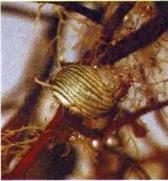 Подводный мир Черного моря - i_017.jpg