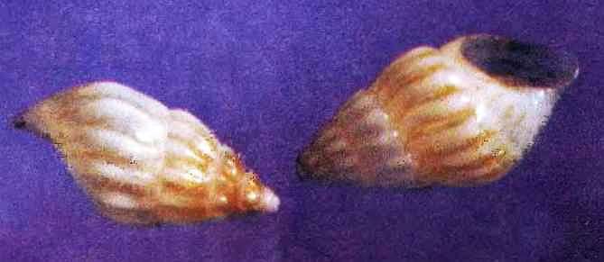 Подводный мир Черного моря - i_019.jpg