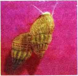 Подводный мир Черного моря - i_020.jpg