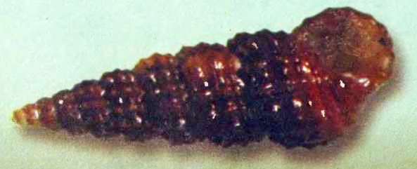 Подводный мир Черного моря - i_021.jpg