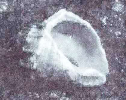 Подводный мир Черного моря - i_024.jpg