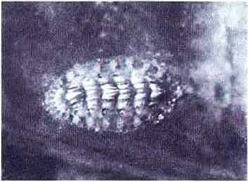 Подводный мир Черного моря - i_026.jpg