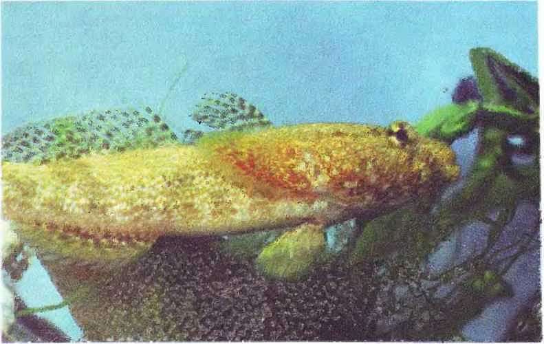 Подводный мир Черного моря - i_057.jpg