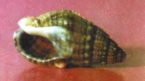 Подводный мир Черного моря - i_089.jpg