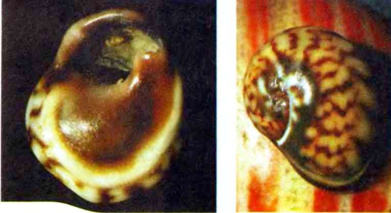 Подводный мир Черного моря - i_091.jpg