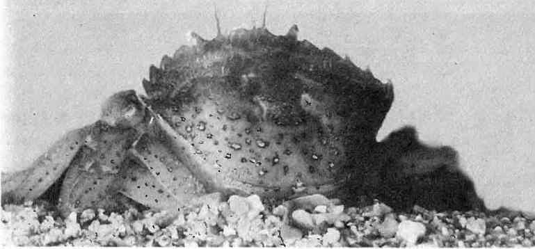 Подводный мир Черного моря - i_095.jpg