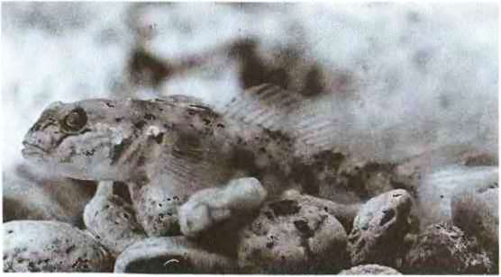 Подводный мир Черного моря - i_097.jpg