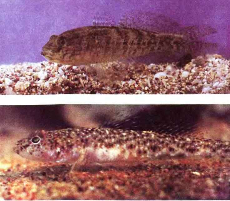 Подводный мир Черного моря - i_099.jpg