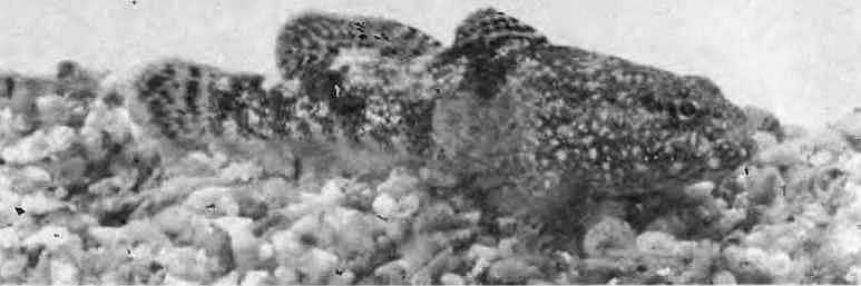 Подводный мир Черного моря - i_101.jpg