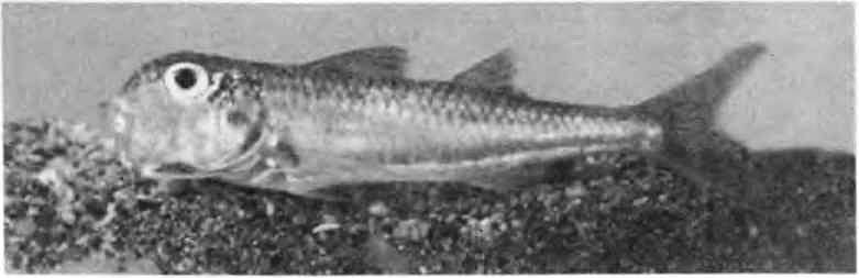 Подводный мир Черного моря - i_103.jpg