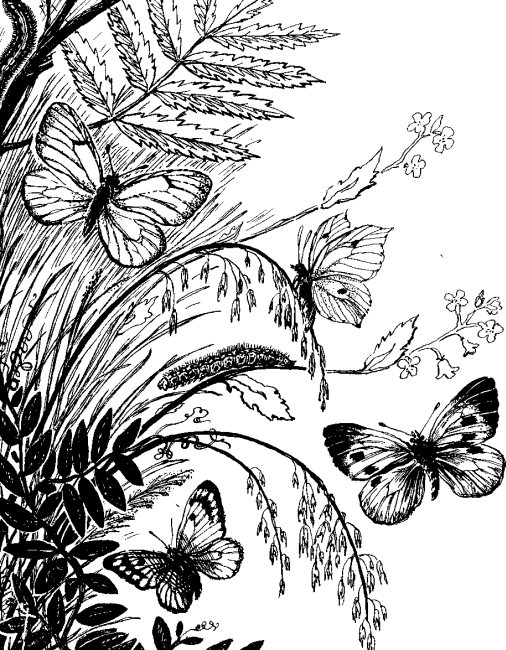 Необыкновенный махаон - i_011.png