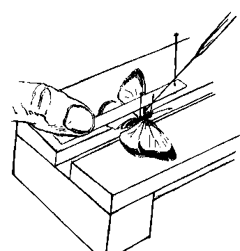 Необыкновенный махаон - i_044.png