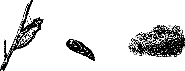 Необыкновенный махаон - i_053.png