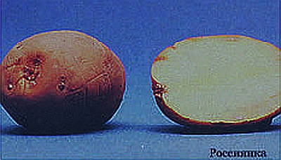 Яблоня и груша. Технология выращивания - i_003.jpg