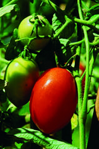 Яблоня и груша. Технология выращивания - i_004.jpg