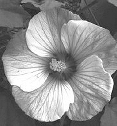 Многолентики-гиганты: Гибискус. Мискантус - i_002.jpg