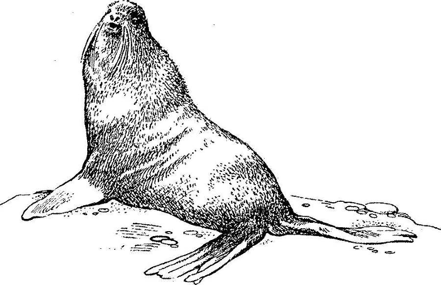 Я познаю мир. Арктика и Антарктика - _121.jpg