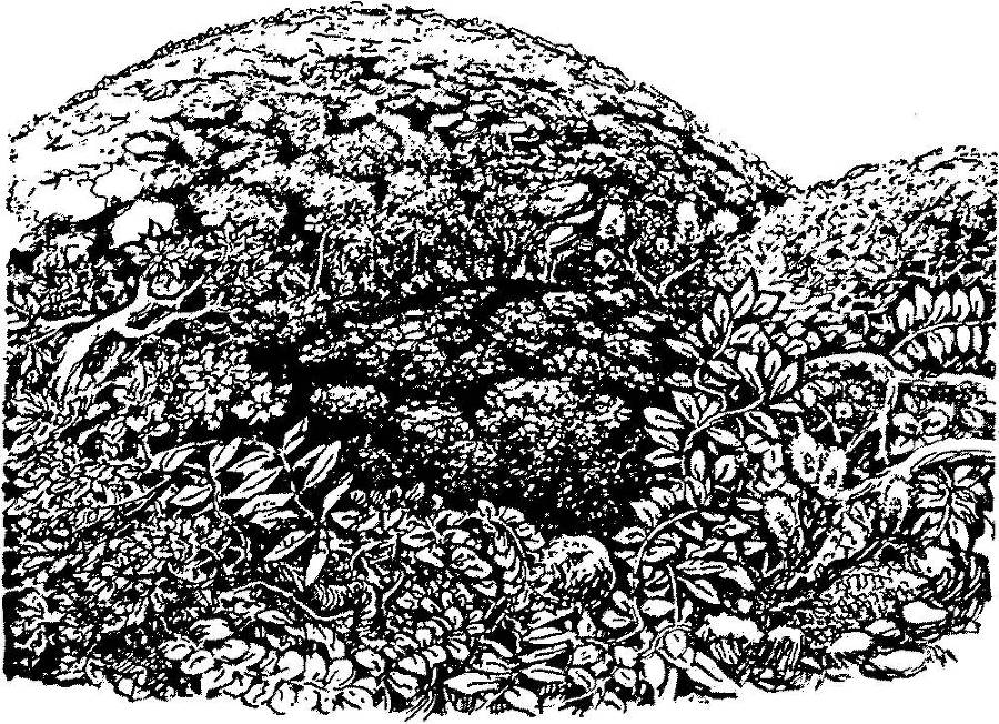 Я познаю мир. Арктика и Антарктика - _149.jpg