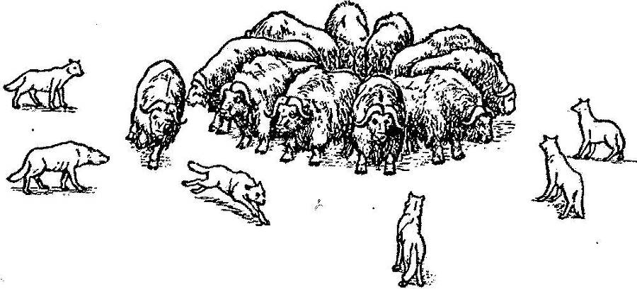 Я познаю мир. Арктика и Антарктика - _130.jpg