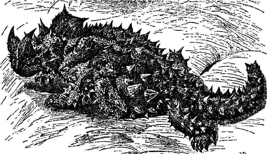 Я познаю мир. Змеи, крокодилы, черепахи - _4.jpg