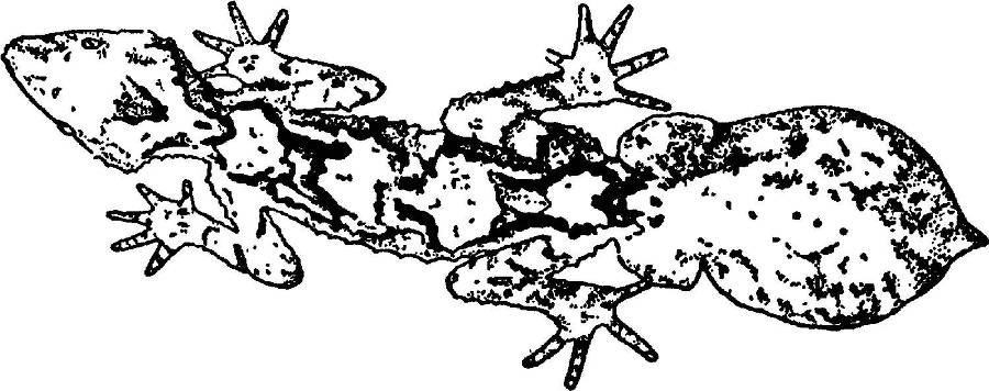 Я познаю мир. Змеи, крокодилы, черепахи - _13.jpg