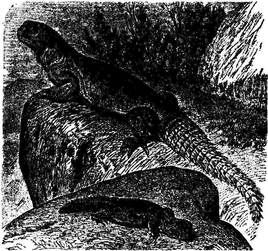 Я познаю мир. Змеи, крокодилы, черепахи - _15.jpg