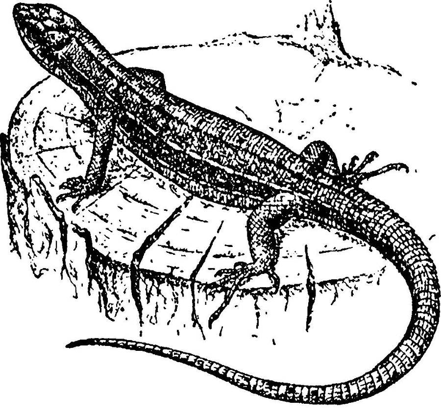 Я познаю мир. Змеи, крокодилы, черепахи - _92.jpg