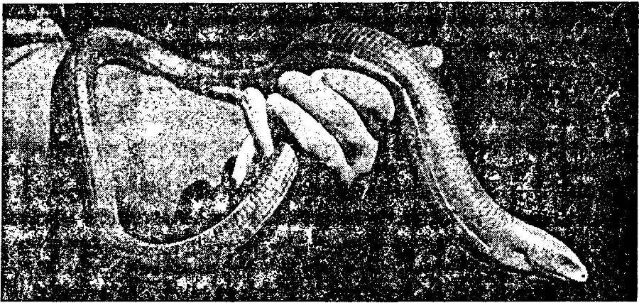 Я познаю мир. Змеи, крокодилы, черепахи - _91.jpg