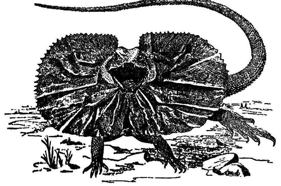 Я познаю мир. Змеи, крокодилы, черепахи - _10.jpg