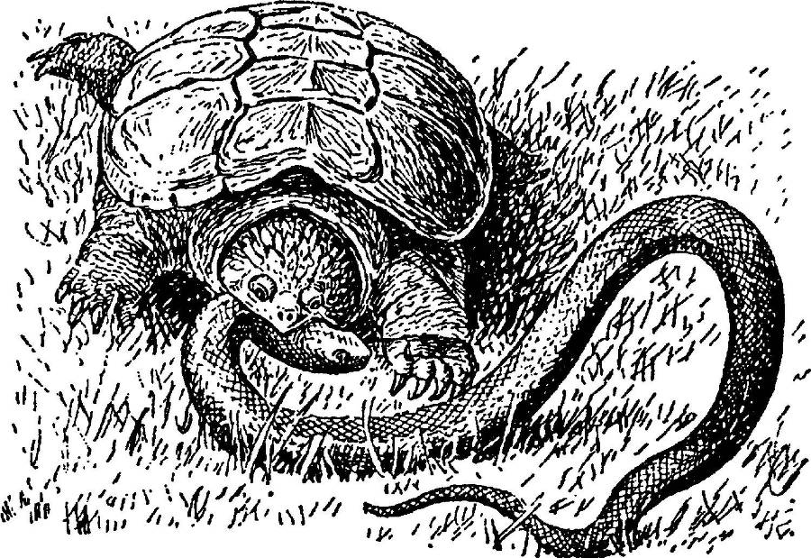 Я познаю мир. Змеи, крокодилы, черепахи - _32.jpg