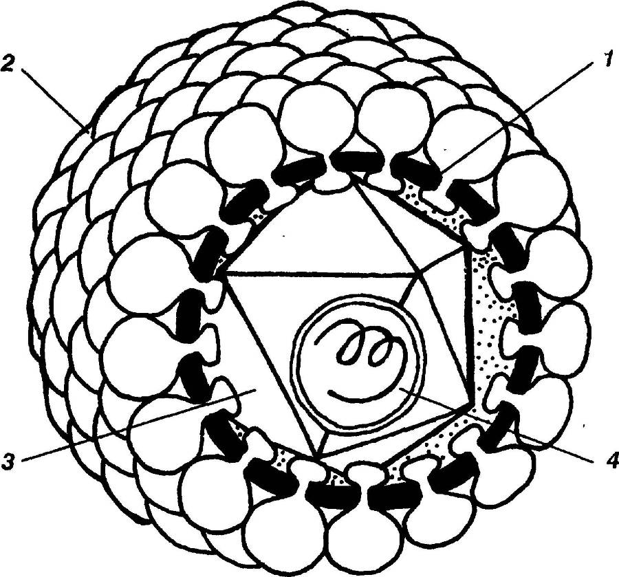 Я познаю мир. Вирусы и болезни - _6.jpg