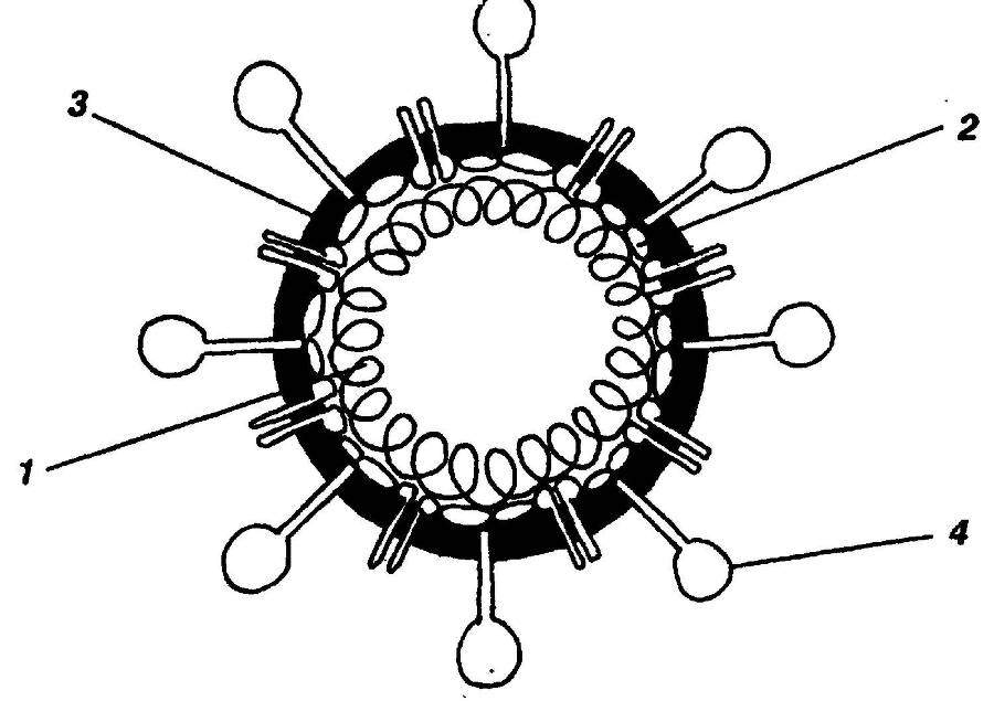 Я познаю мир. Вирусы и болезни - _23.jpg