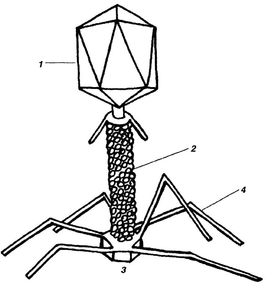Я познаю мир. Вирусы и болезни - _79.jpg