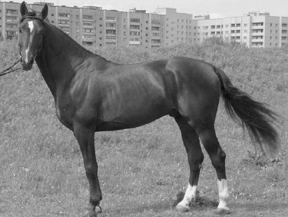 Спортивное коневодство - _02.jpg