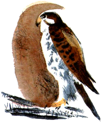 Под крыльцом - img32.png