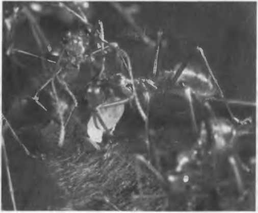 Хозяева Земли - _29.jpg