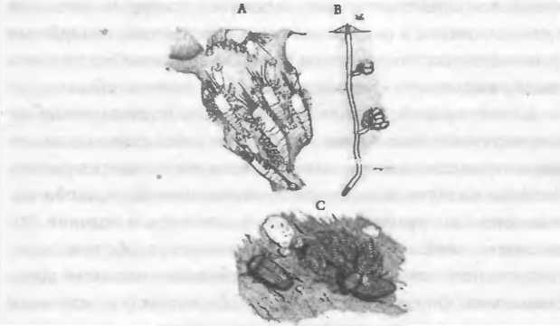 Хозяева Земли - _37.jpg