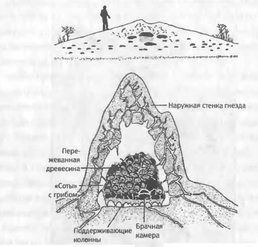 Хозяева Земли - _27.jpg