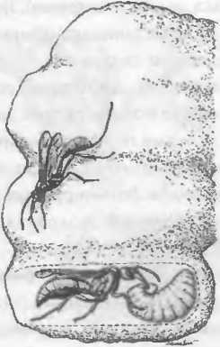 Хозяева Земли - _36.jpg