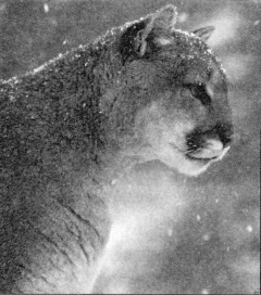 Зверь в саду - _1.jpg