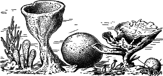 Жизнь моря - i_043.png