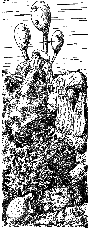 Жизнь моря - i_055.png