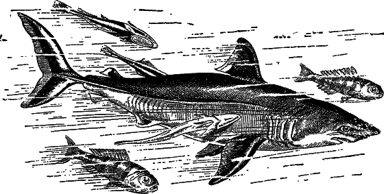 Жизнь моря - i_060.png