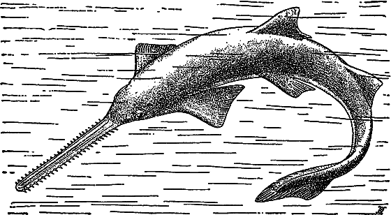 Жизнь моря - i_062.png