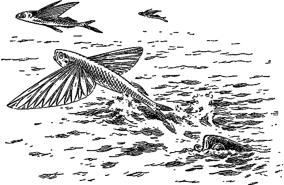 Жизнь моря - i_066.png