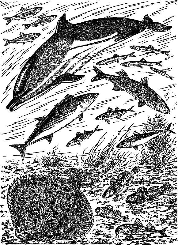 Жизнь моря - i_131.png